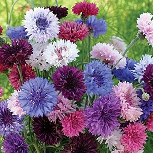 Dirt Goddess Super Seeds cornflower tall mix seed packet for easy planting