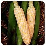 Dirt Goddess Super Seeds open-pollinated heirloom variety supports future seed keeping.
