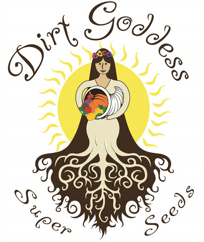 Dirt Goddess Super Seeds Golden Bantam ear on stalk showing heirloom sweetness.