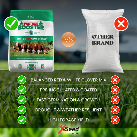 DLF Pasture Booster field with clover stands highlights durable, drought-tolerant pasture options.