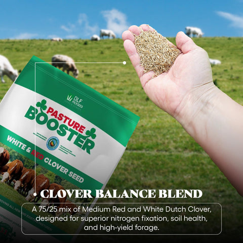 DLF Pasture Booster Clover Seed Mixture in grazing field with horses suggests nutritious forage potential.
