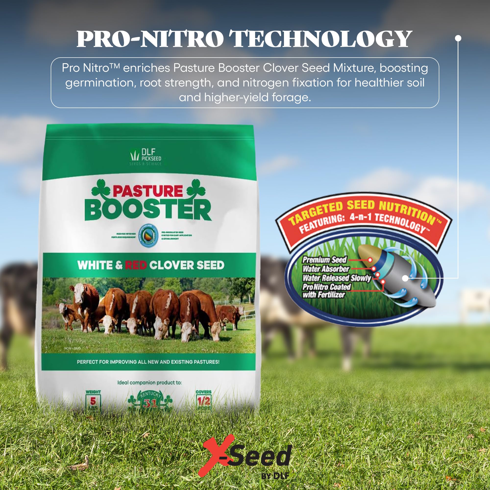 DLF Pasture Booster seed drops on soil illustrate nutrient-rich ground cover for grazing fields.