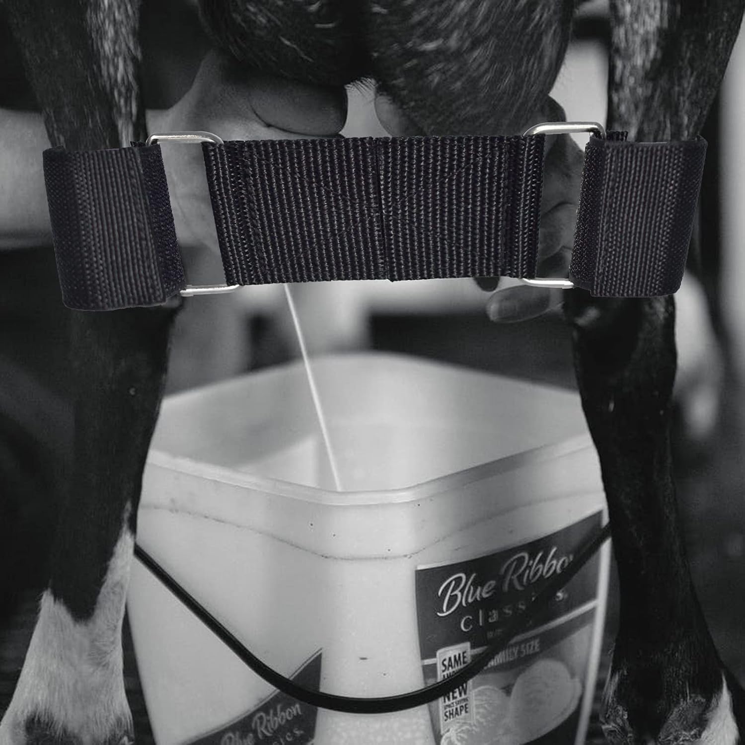 DLUGOPIS versatile goat hobble for milking, shearing, and moving.