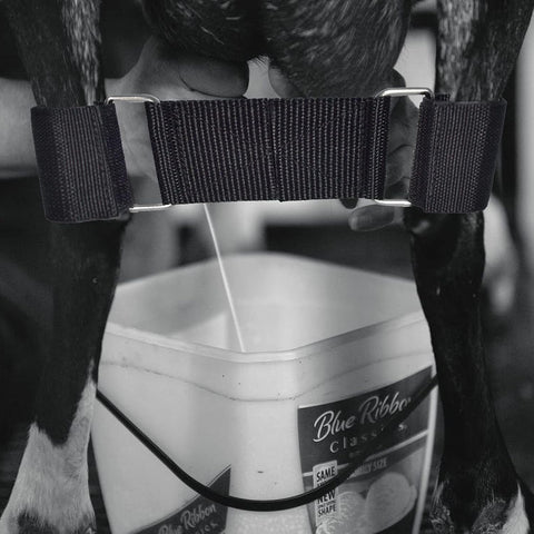 DLUGOPIS versatile goat hobble for milking, shearing, and moving.