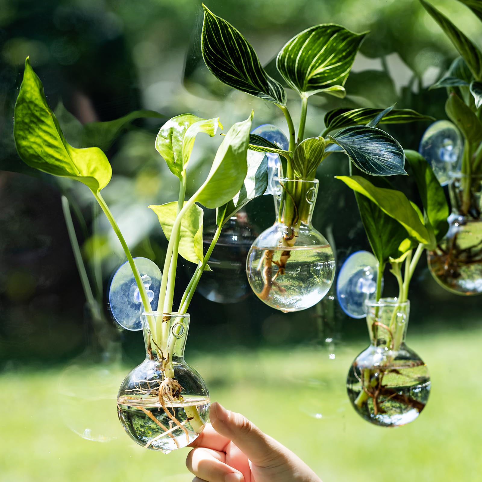 DNIENKGE clear glass propagation station enables easy water level checks.