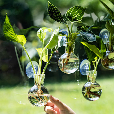 DNIENKGE clear glass propagation station enables easy water level checks.