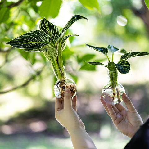 DNIENKGE gift idea for plant lovers, combining style and practical propagation.