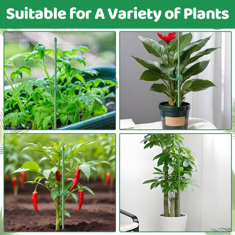 Dntorx plant stakes supporting tomato, orchid, and monstera growth.