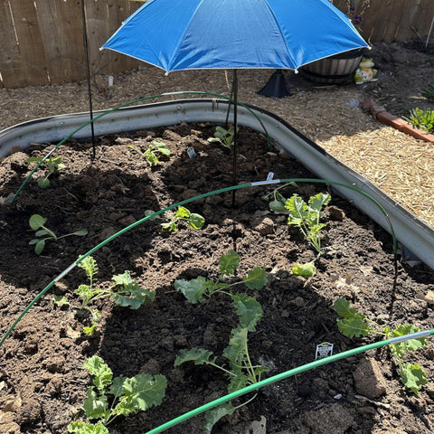 Dobetter plant clips help climbing plants stay in place.