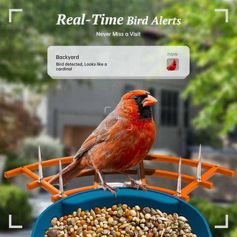 Docoon AI identifies 11,000+ bird species for backyard wildlife study.