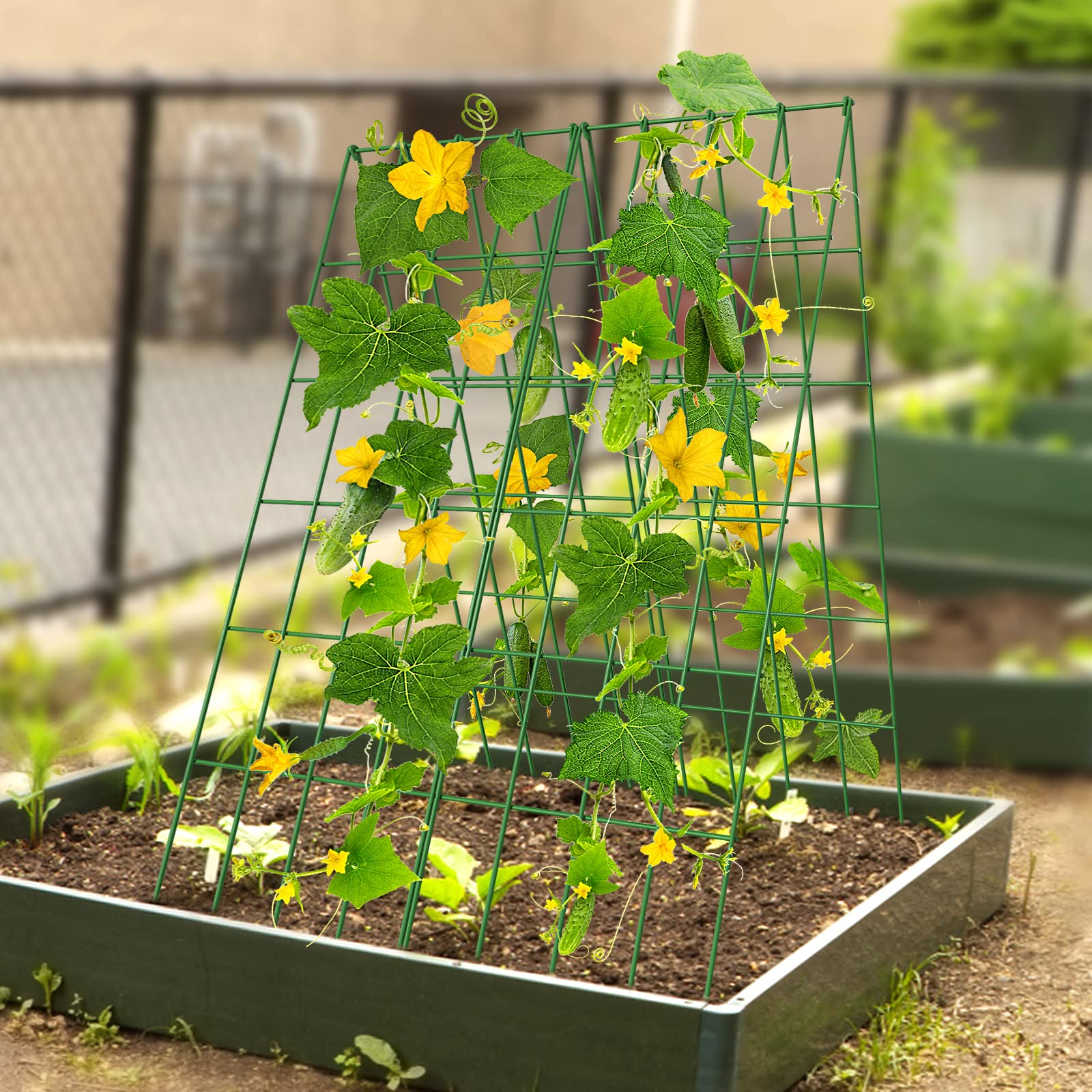 DoCred Cucumber Trellis ideal for cucumbers and squash in beds.