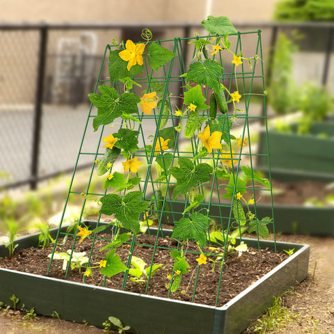 DoCred Cucumber Trellis ideal for cucumbers and squash in beds.