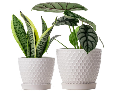 Docrin ceramic pots set of 6-6 and 5-5 inches with honeycomb texture for stylish indoor displays.