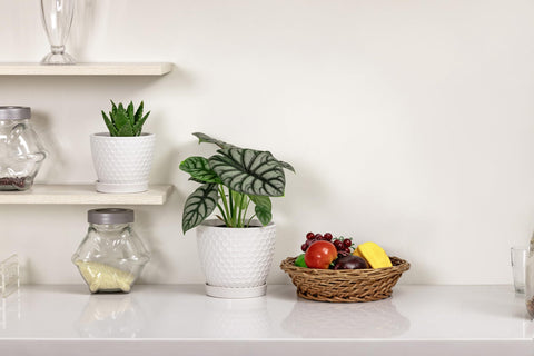 Docrin contemporary decor boosts rooms, offices, and balconies with minimal elegance.