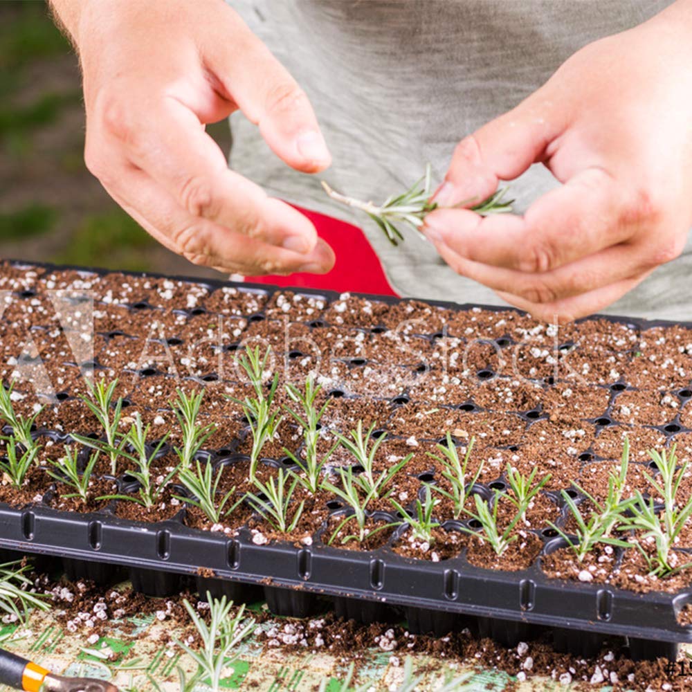 Doff Hormone Rooting Powder on cuttings ready for planting to encourage rooting