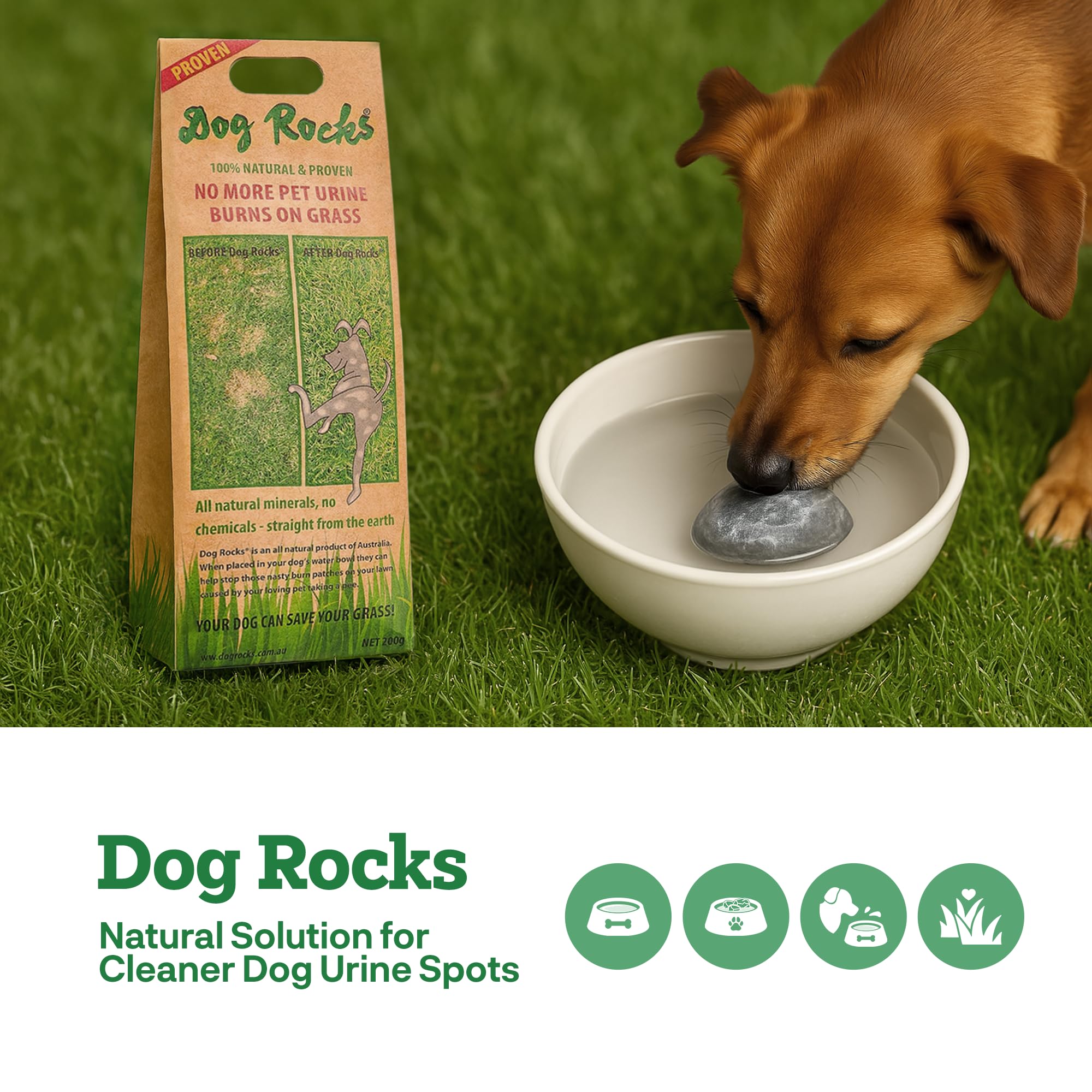 Dog Rocks being added to a dog's water bowl for lawn-friendly use.