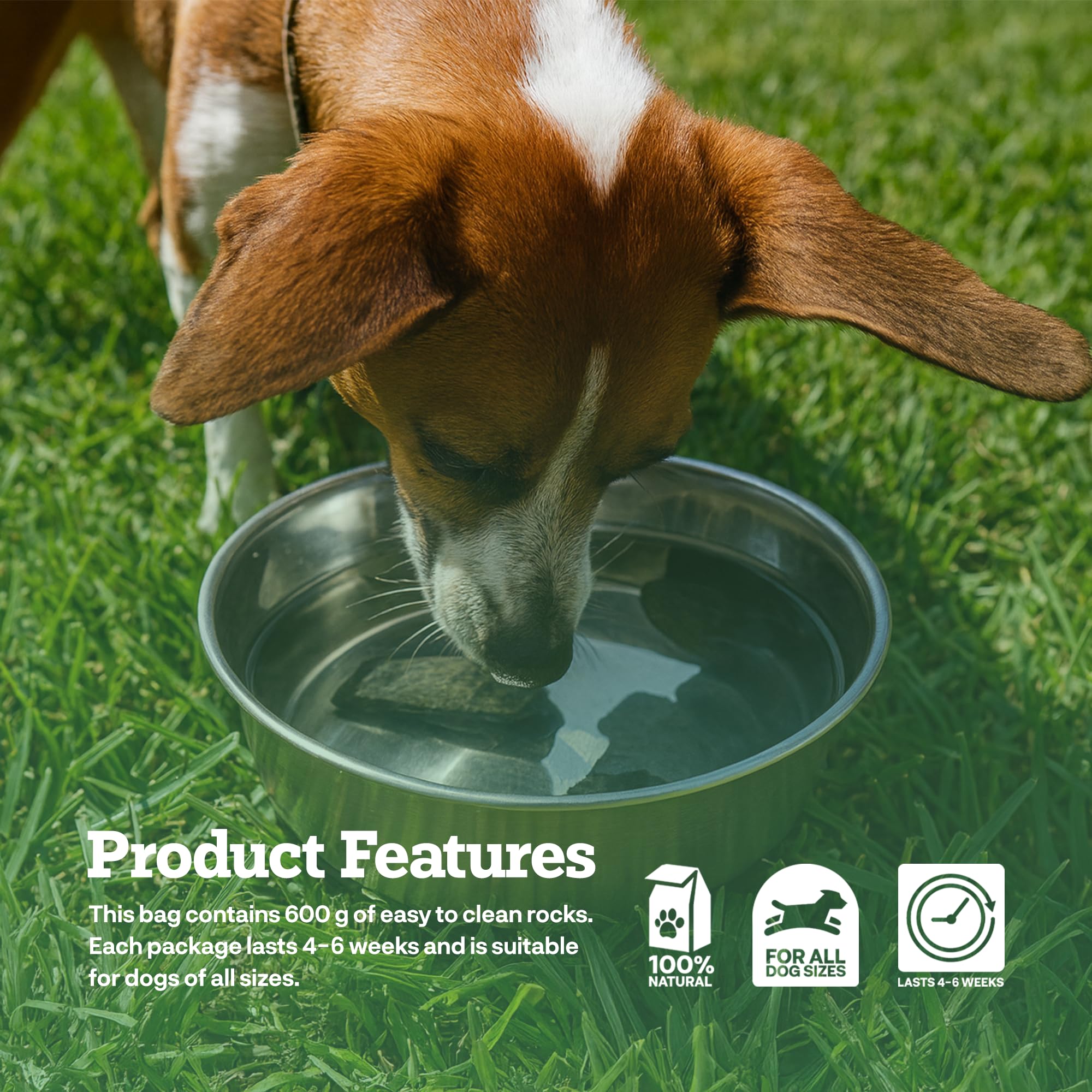 Dog drinking from a bowl with Dog Rocks, safe for multi-pet homes.