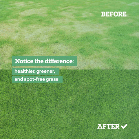 Lawn showing improved color and growth weeks after Dog Rocks use.