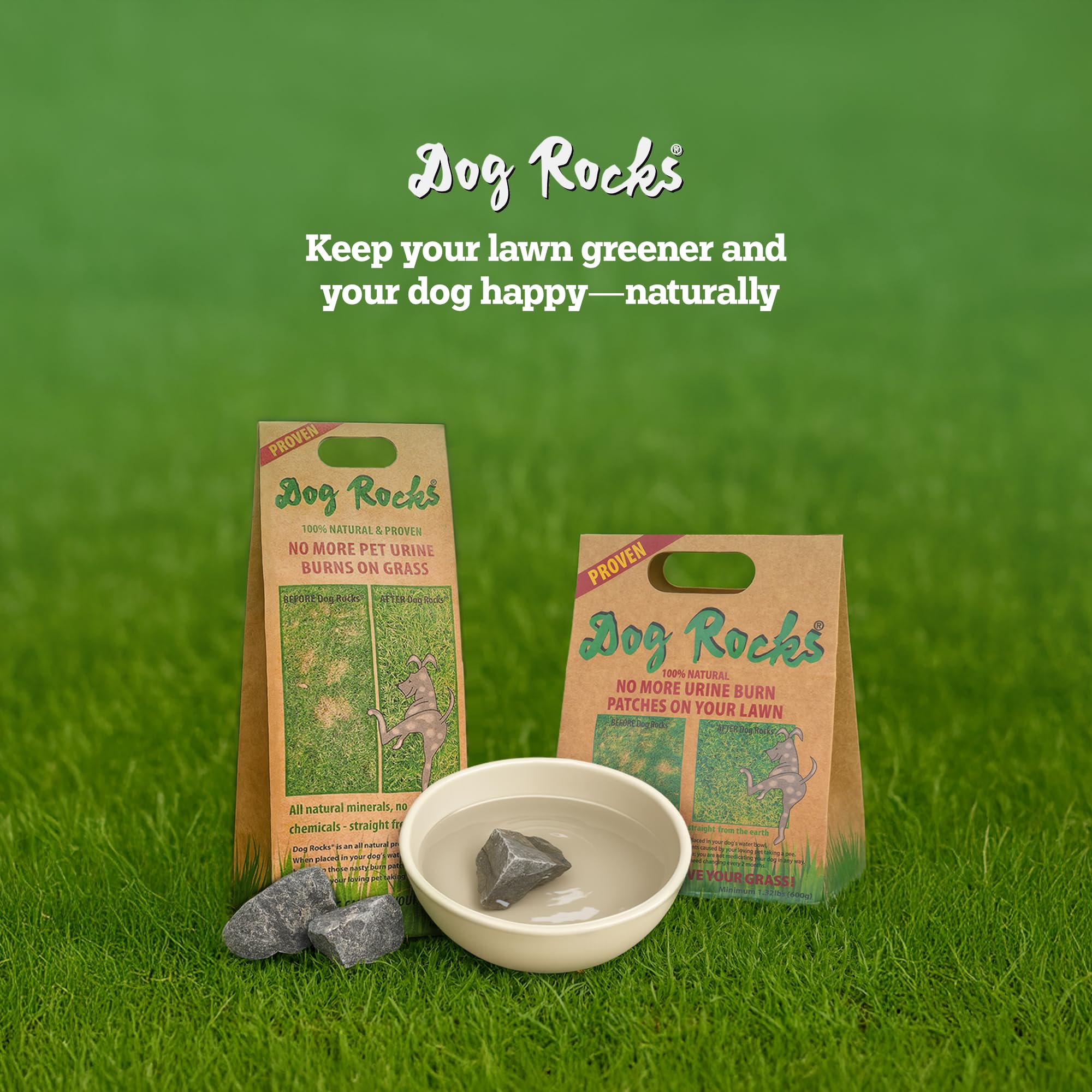 Multi-pet friendly household setting with Dog Rocks.