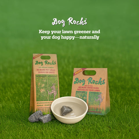 Multi-pet friendly household setting with Dog Rocks.