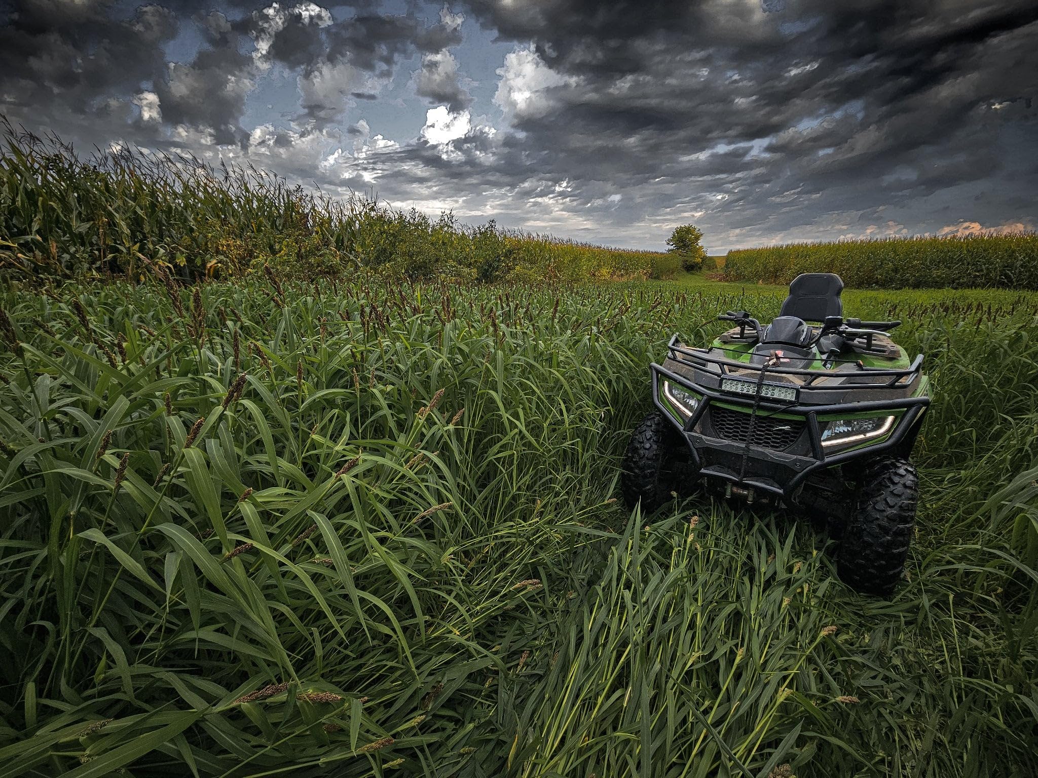 Domain Landing Strip field in early growth offering quick cover.