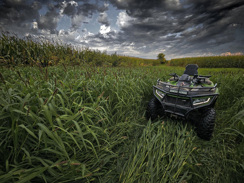 Domain Landing Strip field in early growth offering quick cover.