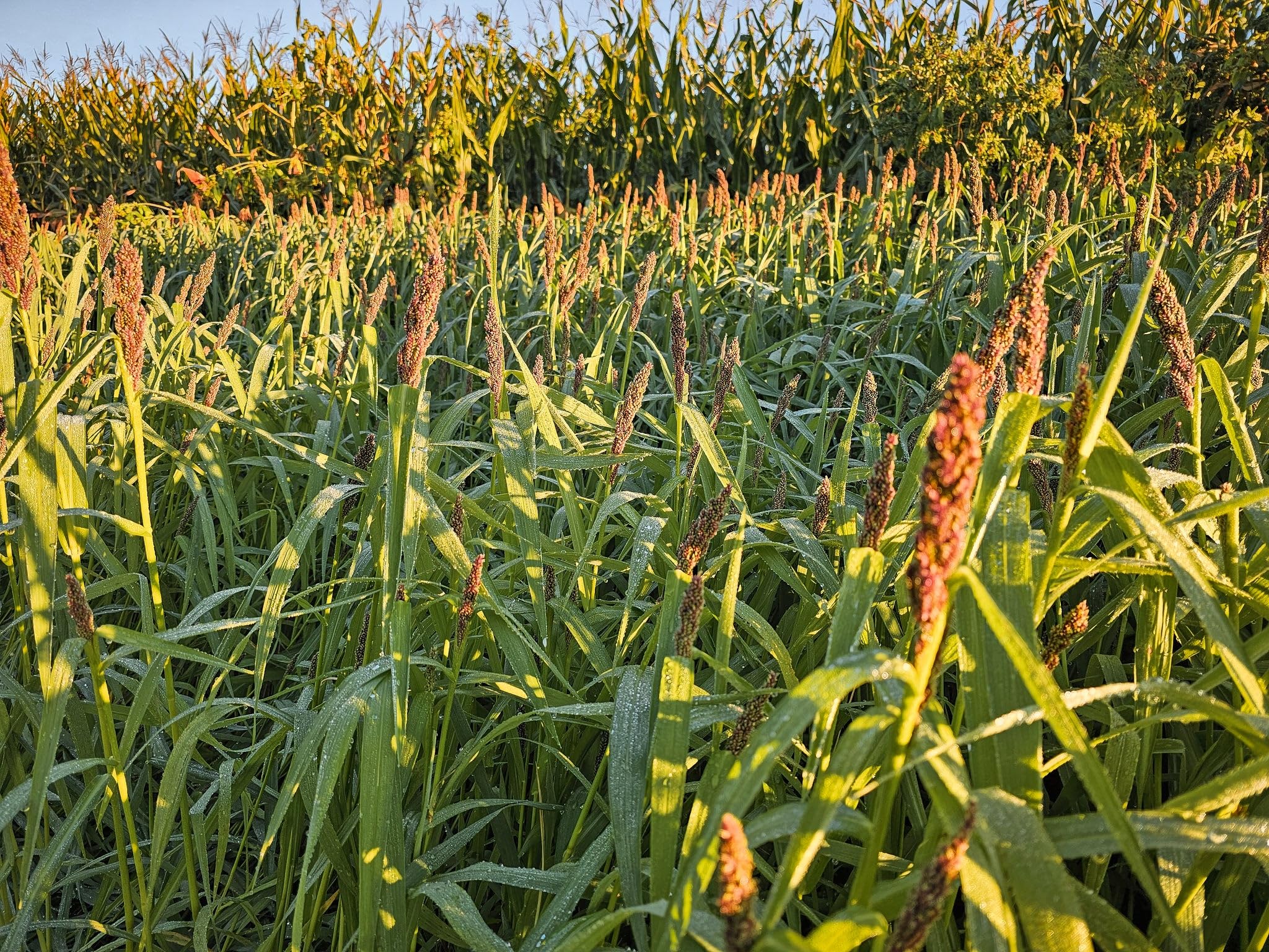 Domain Landing Strip landscape showing waterfowl forage support for migratory birds.