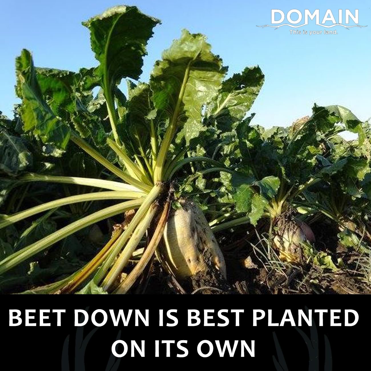 Domain Outdoor Beet Down field setup for spring planting.