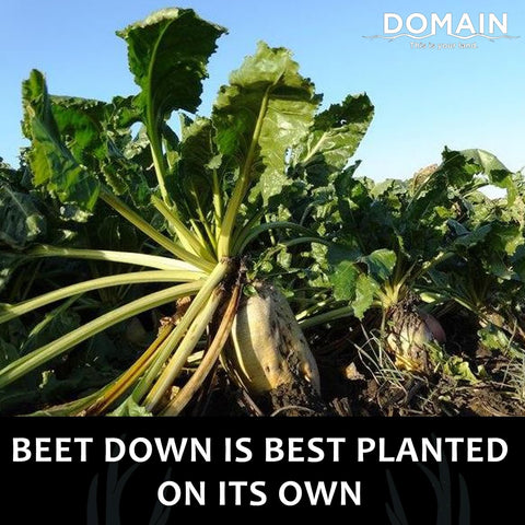 Domain Outdoor Beet Down field setup for spring planting.