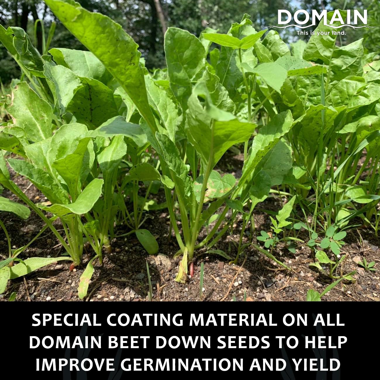 Domain Outdoor Beet Down seedling germination in a tray.