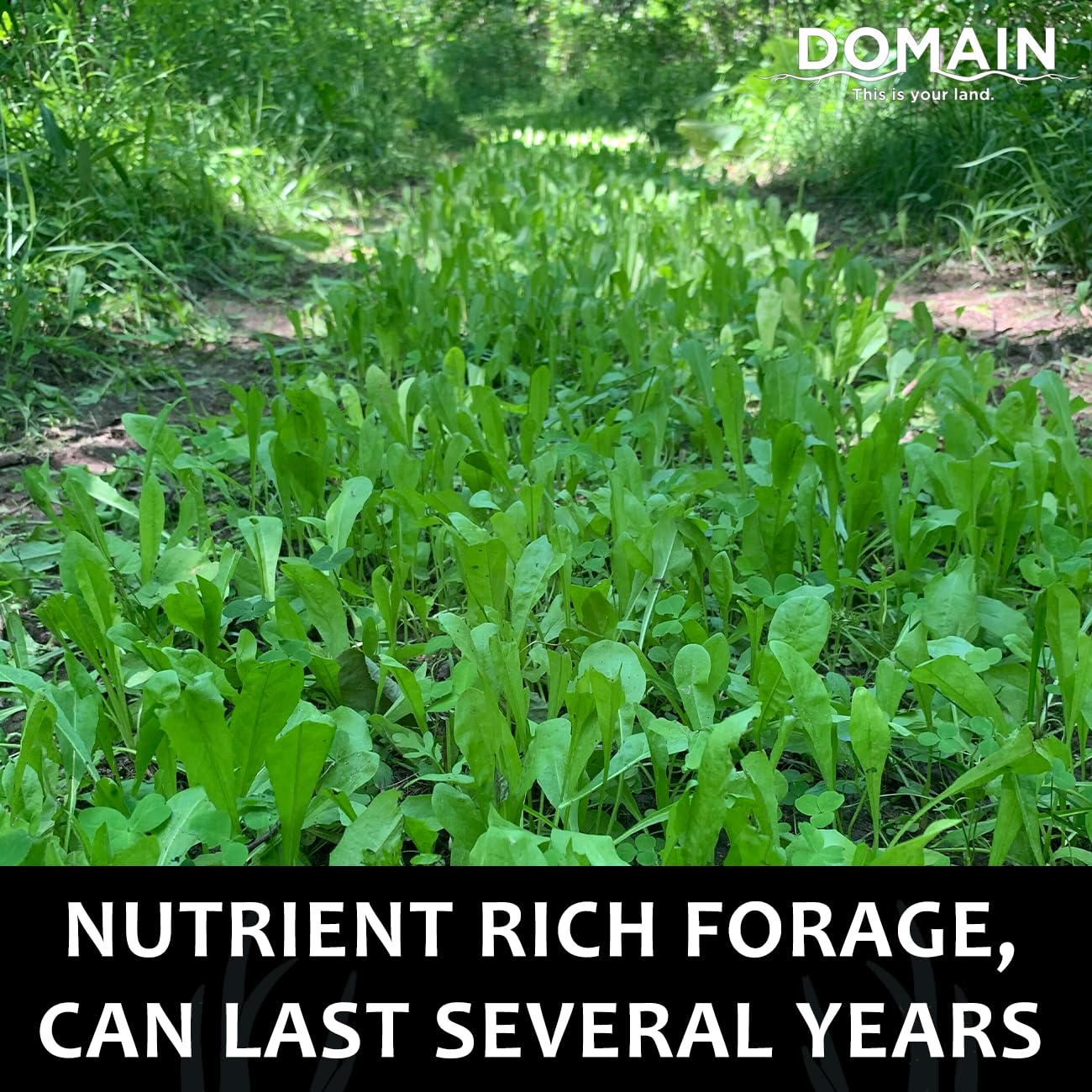 Domain Outdoor chicory and clover variety patch shows diverse forage options.