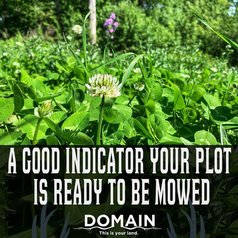 Domain Outdoor drought-tolerant mix resists weed competition in sturdy plots.