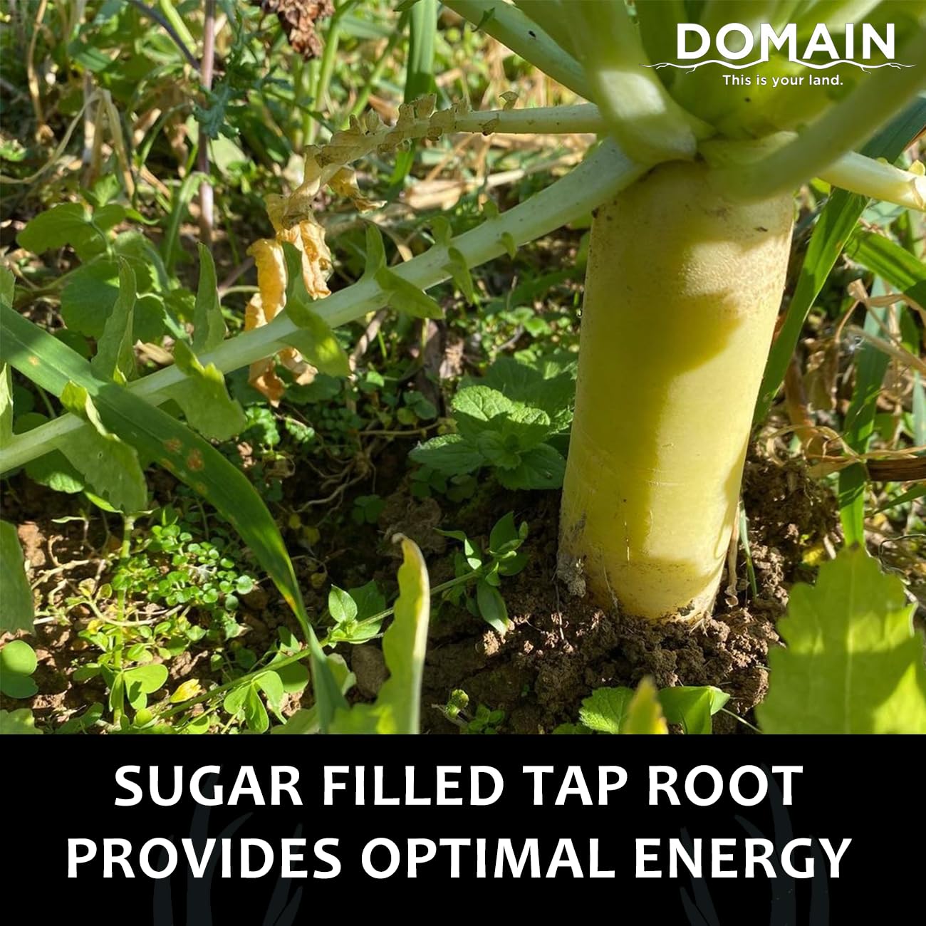 Domain Outdoor Illicit Food Plot Seed broadcast into standing soybeans to attract deer.