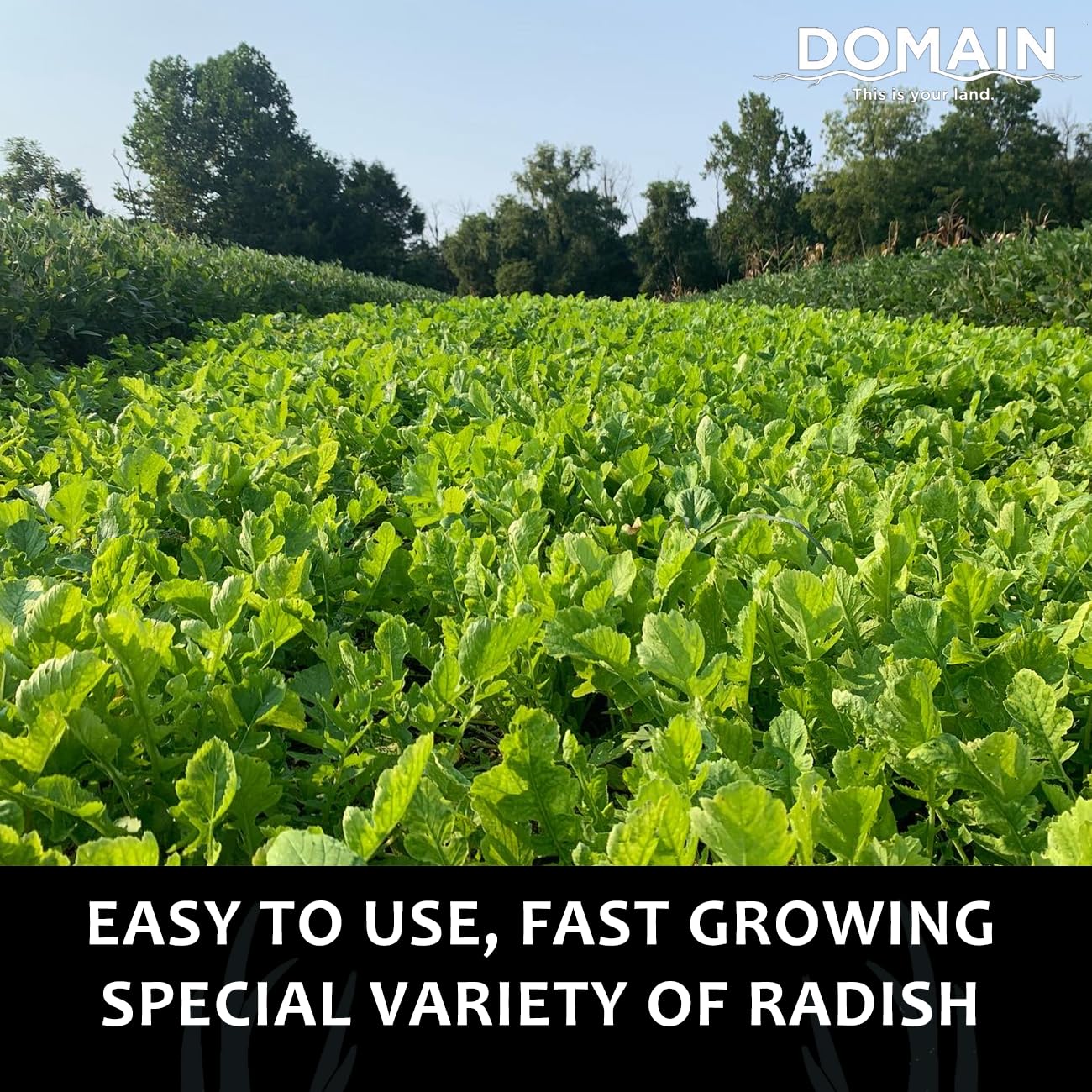 Domain Outdoor Illicit Food Plot Seed deer-radish rows show rapid forage growth for wildlife habitat.