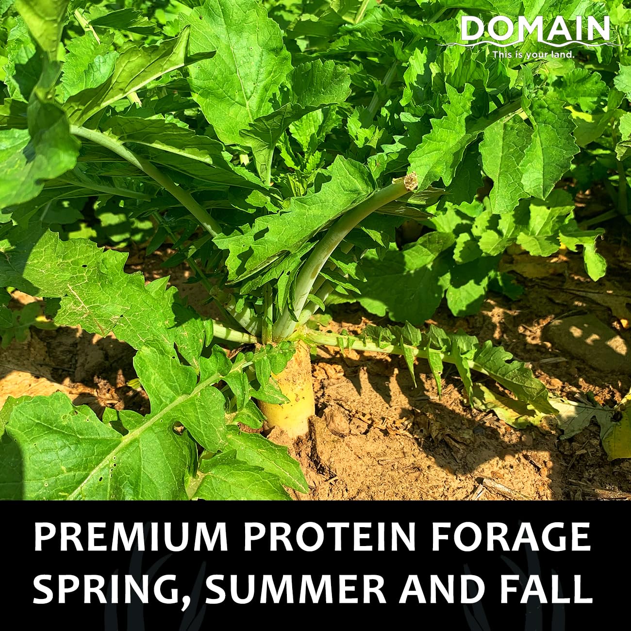 Domain Outdoor Illicit Food Plot Seed tap-root emphasizes energy-rich roots after frost.