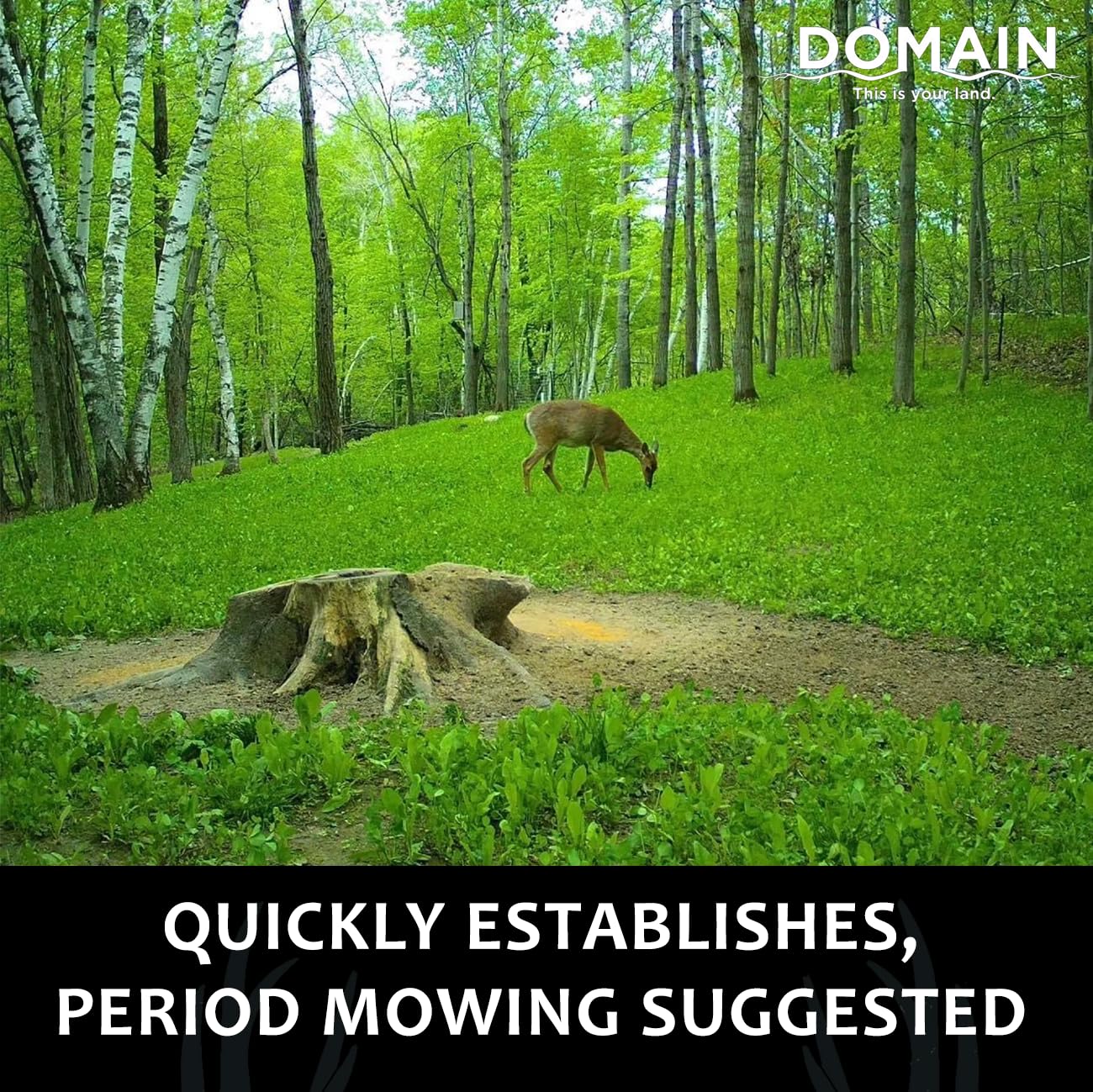 Domain Outdoor long-lasting forage visible through spring to fall.
