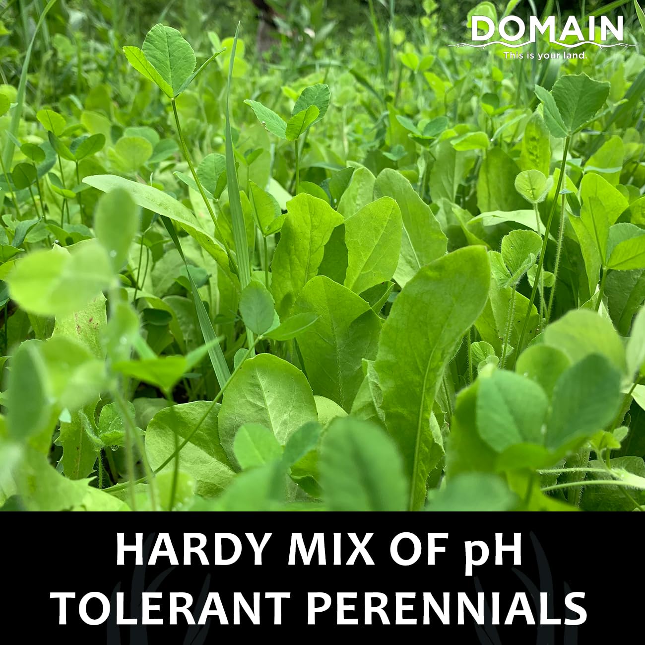 Domain Outdoor PH-tolerant perennials thrive in acidic soils.