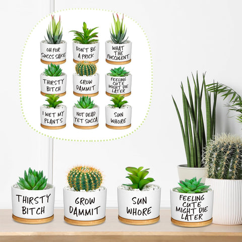 Domensi durable ceramic material provides long-lasting plant home