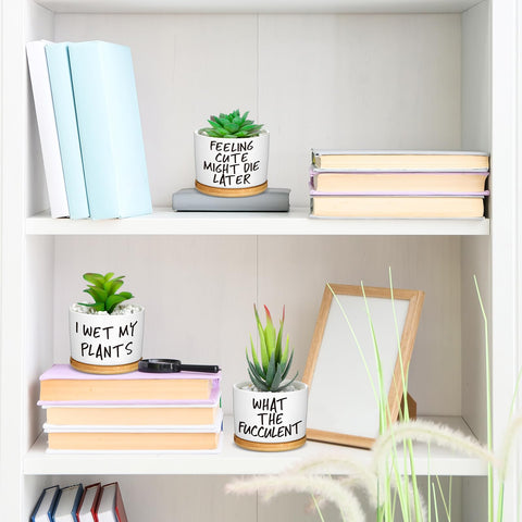 Domensi gift-ready succulent pots for birthdays and housewarmings