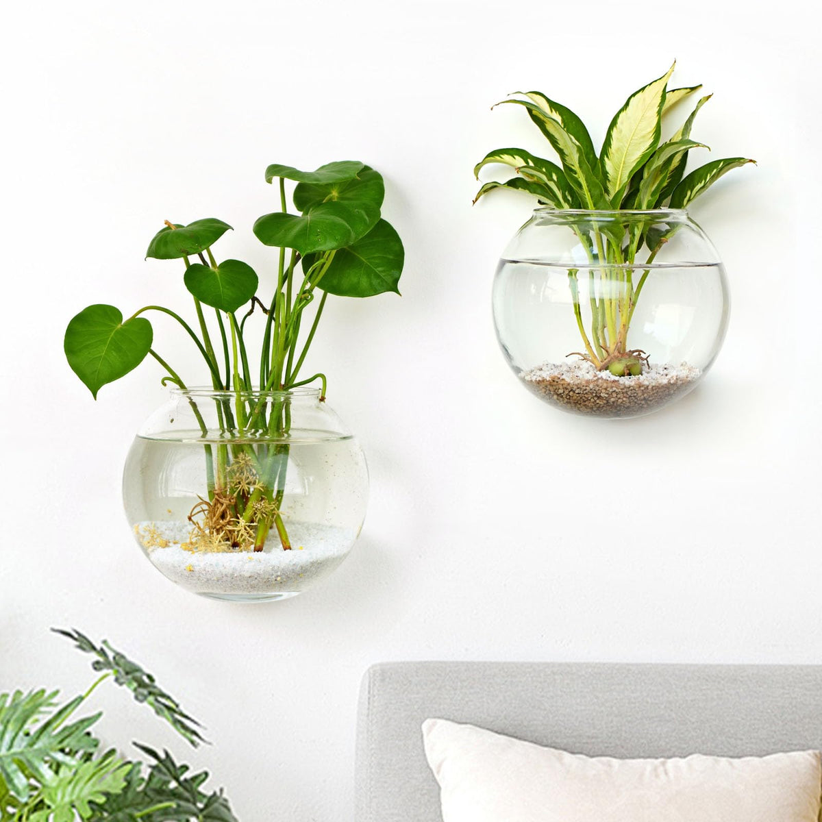 DomeStar wall vase 2pcs set for sleek hydroponics and decor