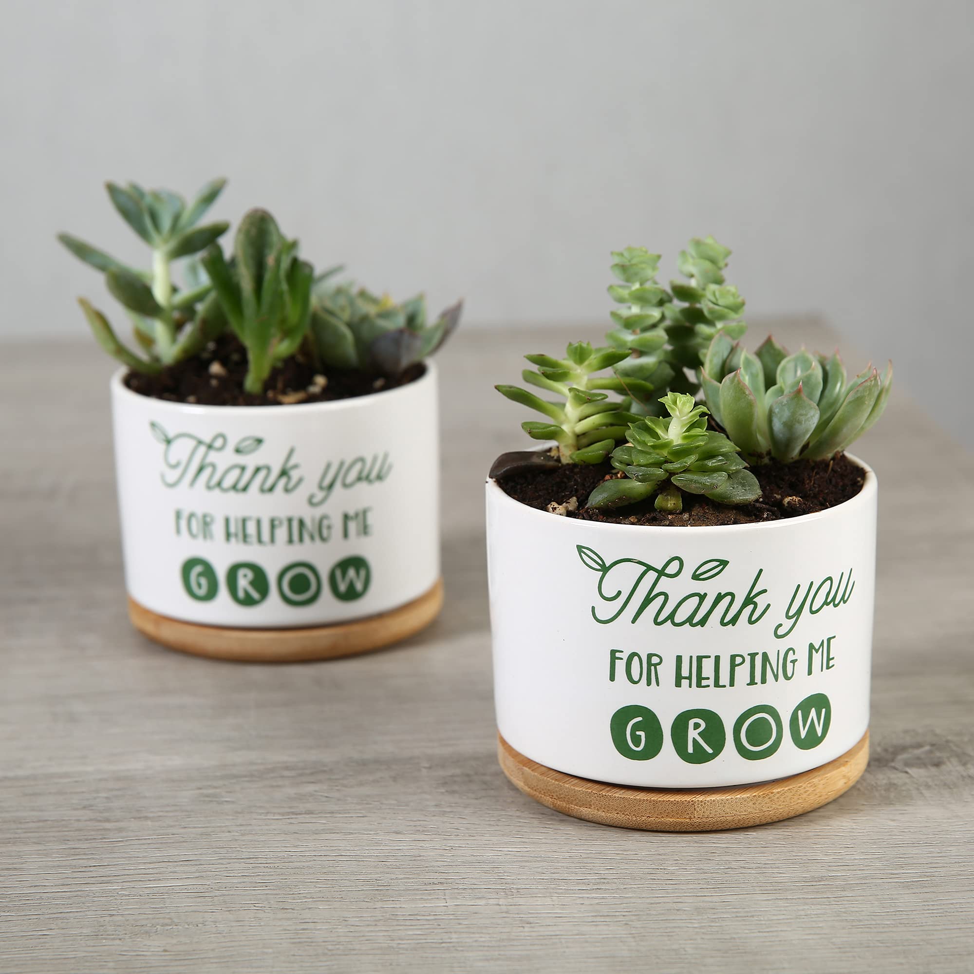 DOMG small succulent planter suitable for indoor spaces.