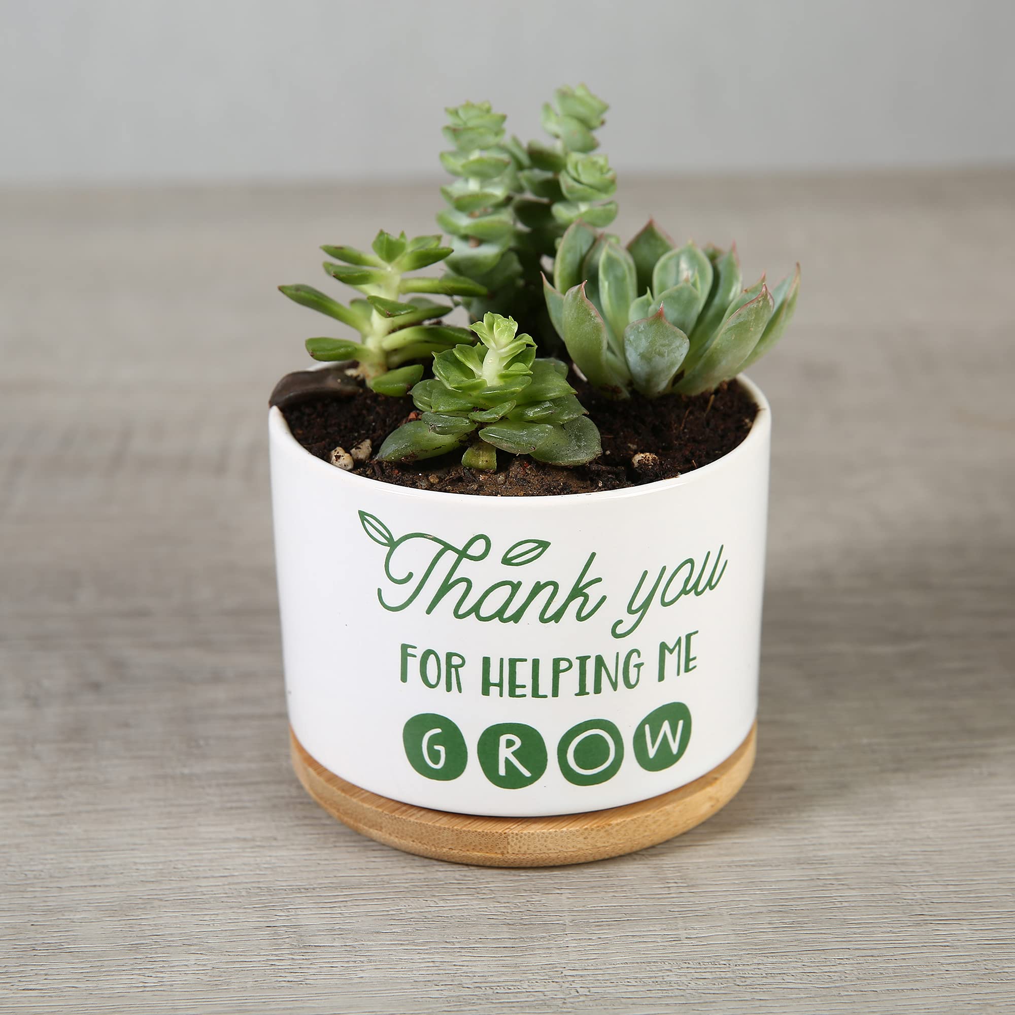 DOMG compact pot ideal for teacher desks and windowsills.