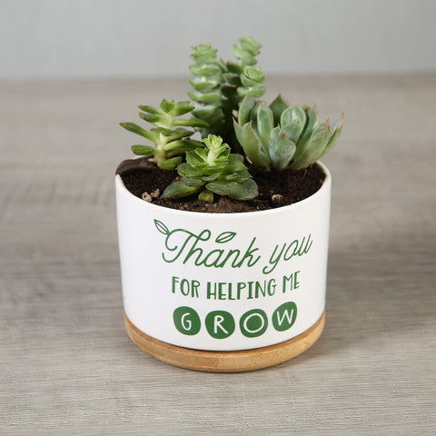 DOMG compact pot ideal for teacher desks and windowsills.
