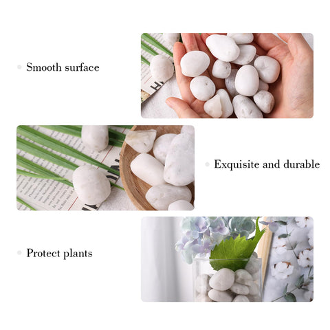 DomeStar white polished pebbles atop plant soil enhance potted plant displays