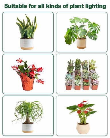 DOMMIA bulb in a compact indoor plant setup for small spaces.