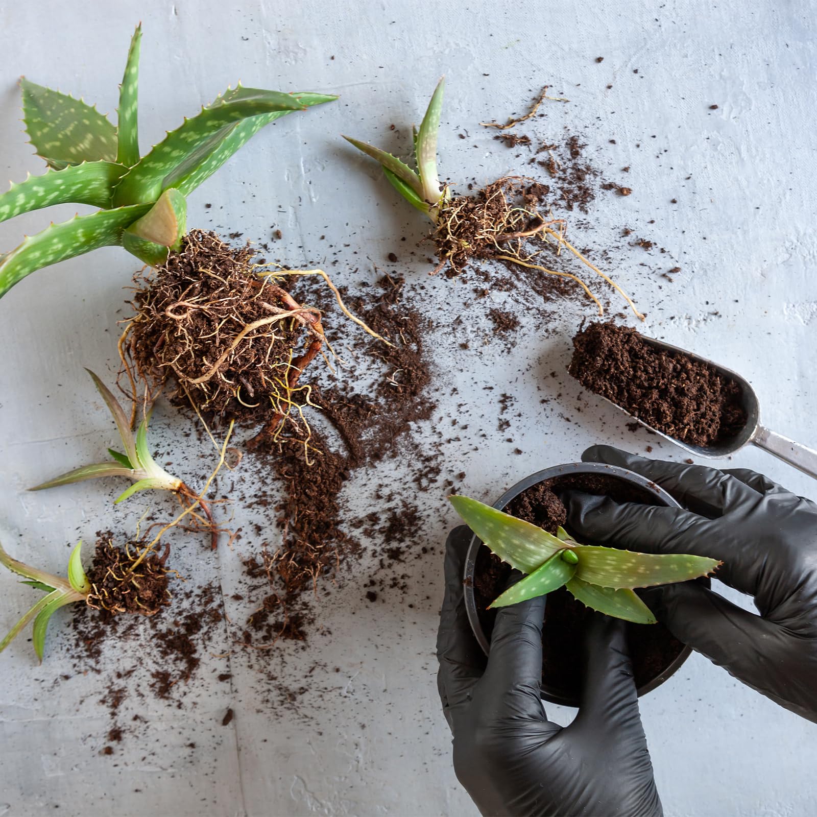 Well-draining soil prevents waterlogging and supports healthy roots.
