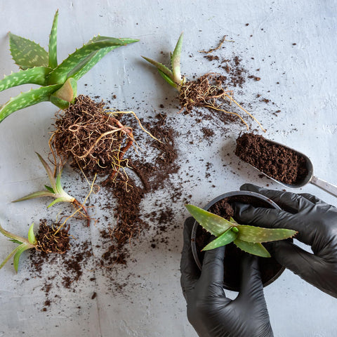 Well-draining soil prevents waterlogging and supports healthy roots.