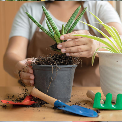Aloe vera thriving in Doter potting mix indoors.