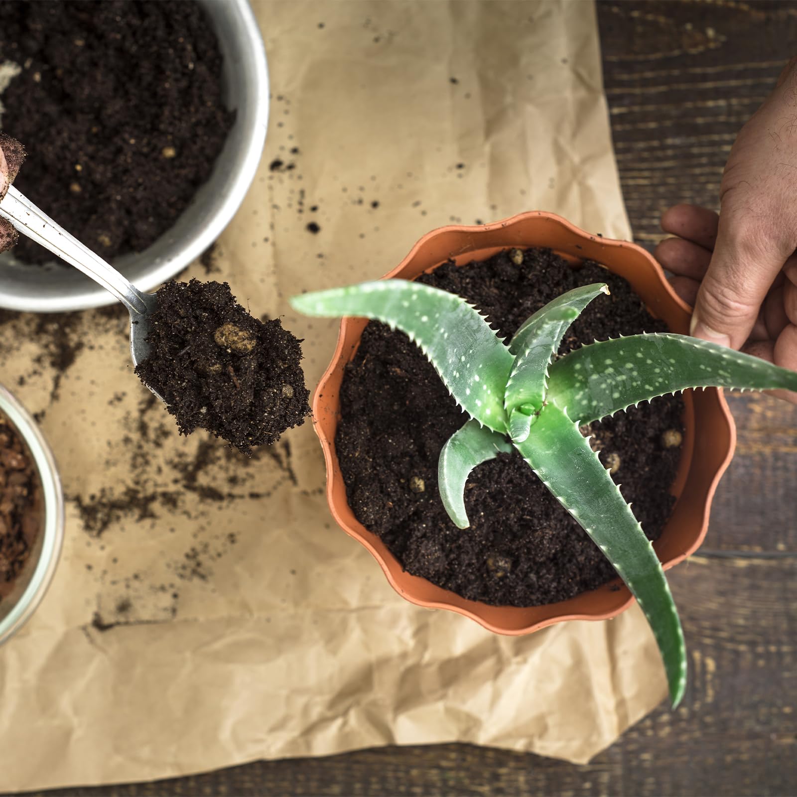 Nutrient-rich soil blend supporting vibrant foliage in Aloe plants.