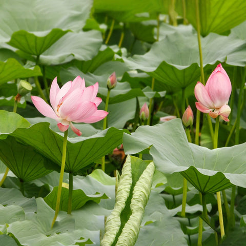 Doter Aquatic Soil lotus and water lily scene hints at healthy blooms and growth.